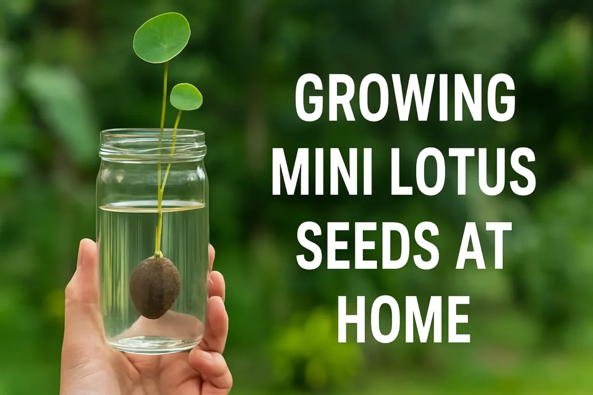 Growing Mini Lotus Seeds at Home
